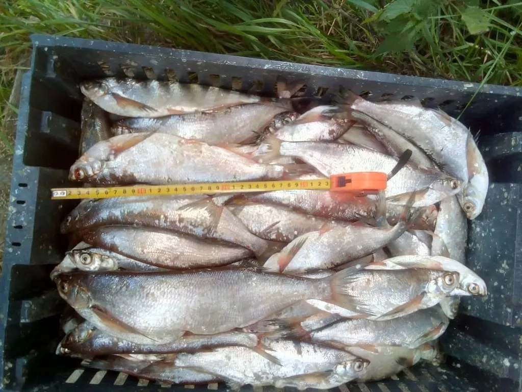 рыба, чехонь, целый в Вологде и Вологодской области