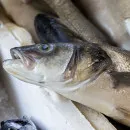 На Вологодчине ежегодно выращивается более тысячи тонн рыбы