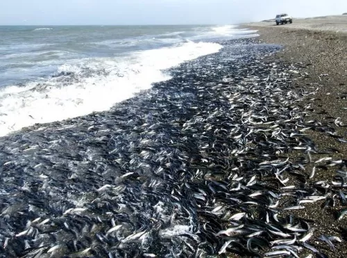 В Вологде возбудили дело по факту массовой гибели рыбы в реке