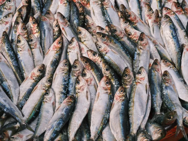 С помощью системы «Меркурий» на территории Вологодской области обнаружено предприятие-фантом по производству рыбной продукции