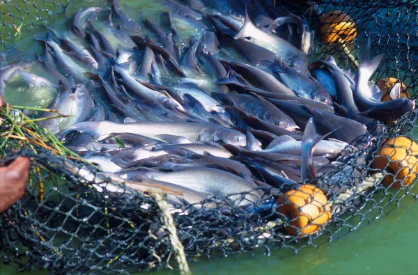 в регионе за полгода произведено 668 тонн продукции аквакультуры