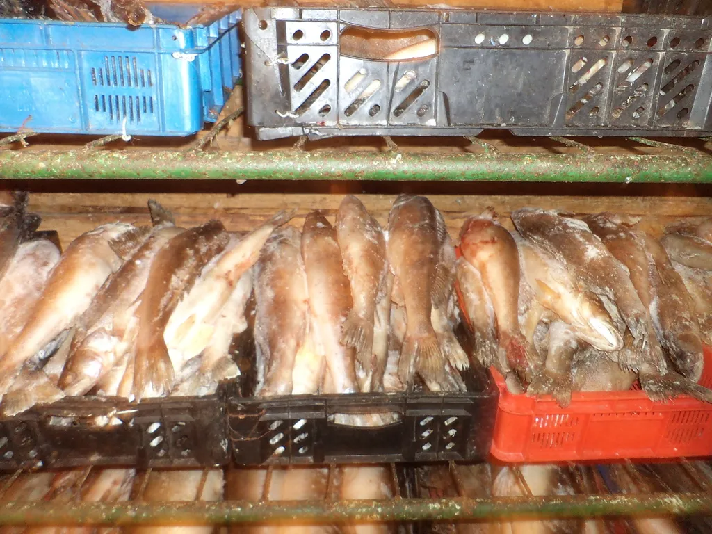 фотография продукта Речная рыба(вылов 2021 г.)