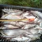 рыба, чехонь, целый в Вологде и Вологодской области
